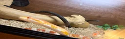 Corn Snake reptiles for sale: Corn snake with complete set up - Advert 1
