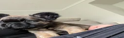 French Bulldog dogs for sale: Reduced fluffy/carriers Frenchies - Advert 10
