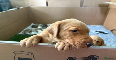 Labrador Retriever dogs - Advert 2