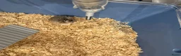 Hamster rodents for sale: Robo dwarf hamster in London - Advert 3