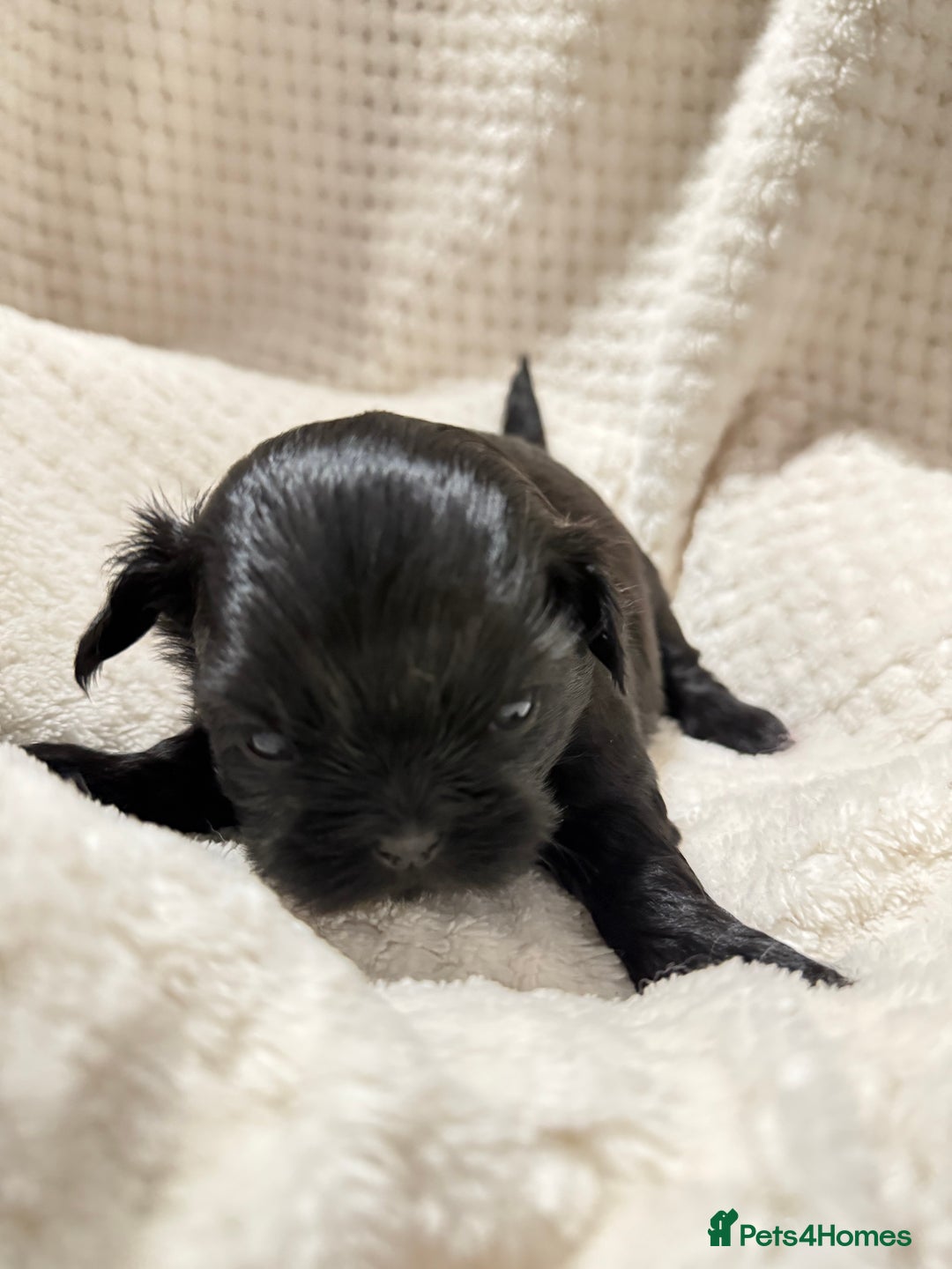 Shih Tzu dogs for sale: Shih tzu puppies  - Advert 17