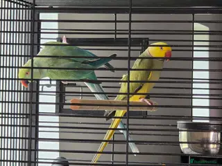 Ringnecks birds Proven Breeding Pairs - Advert 6