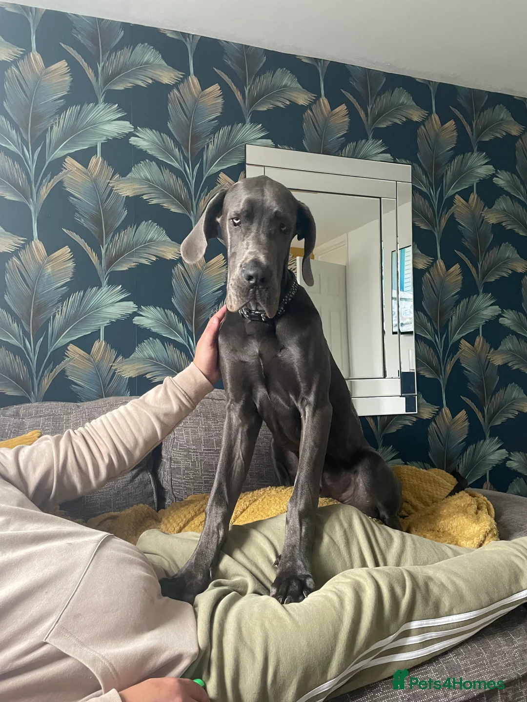 Great Dane dogs for sale: Gentle Giant  in Abertillery - Advert 2