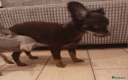 Russian Toy Terrier dogs for sale: Purebred Russian Toy long-haired - Image 16