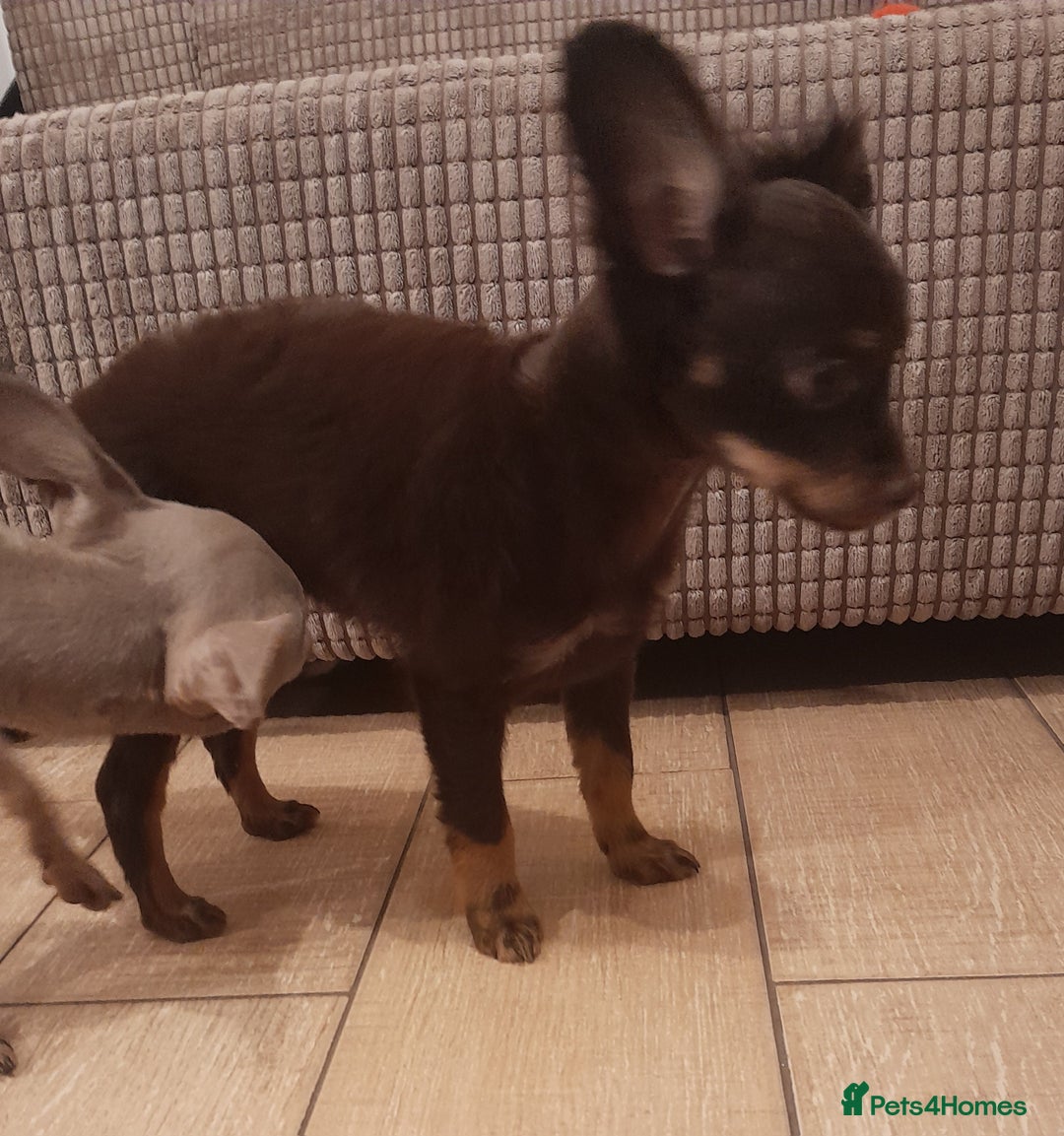 Russian Toy Terrier dogs for sale: Purebred Russian Toy long-haired - Image 16