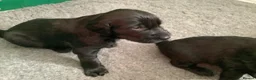 Flat coated Retriever dogs for sale: Working flat coated retrievers  - Advert 8