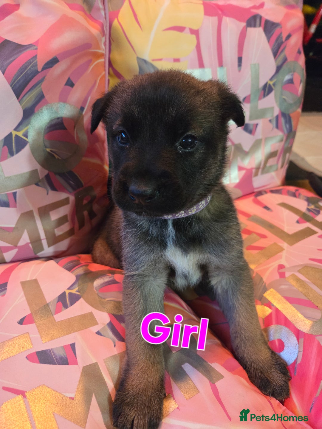 Belgian Shepherd Dog dogs for sale: Belgian shepherd's  - Image 5