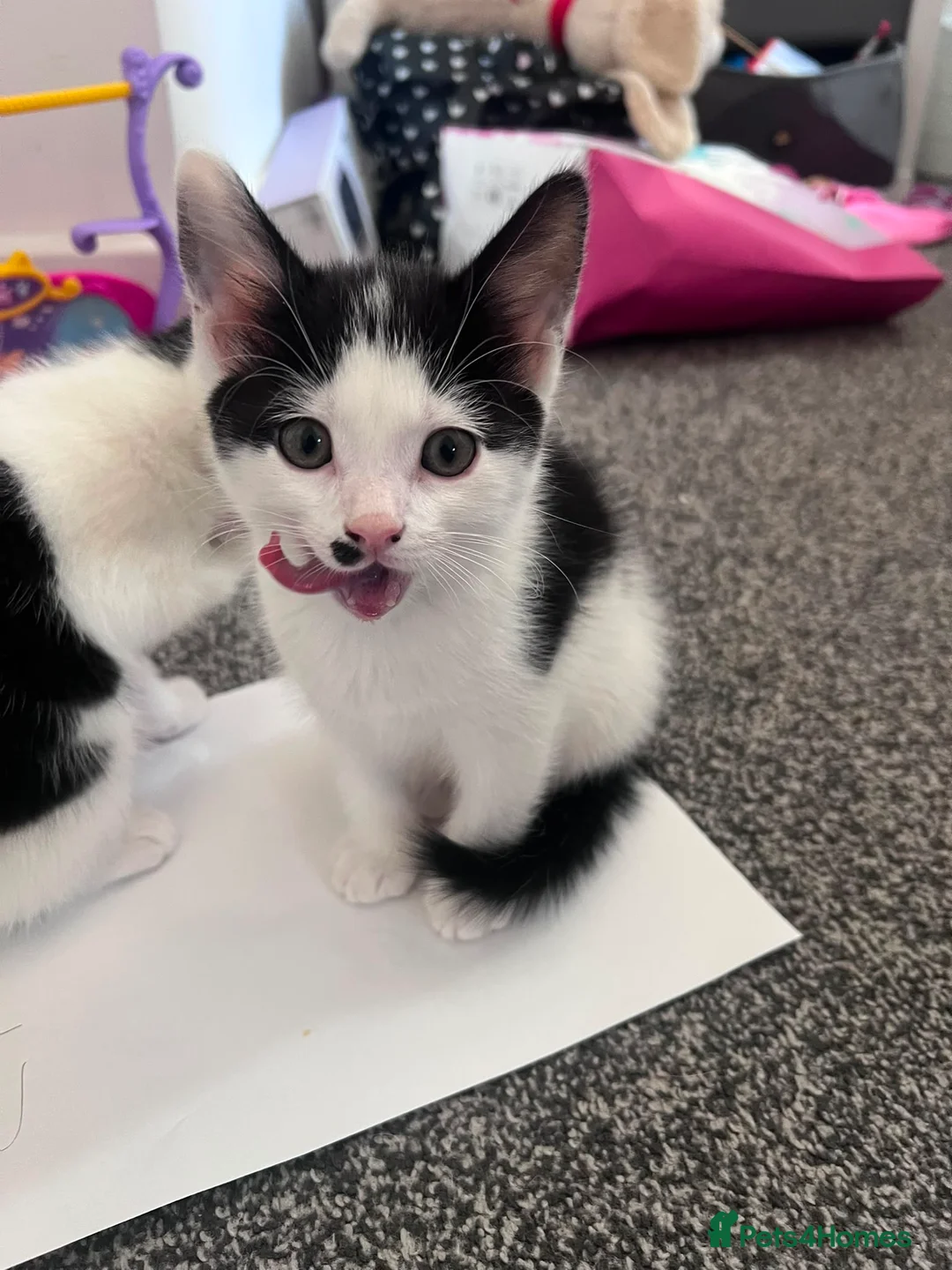 Mixed Breed cats for sale: 5 kittens for sale  in Slough - Advert 2