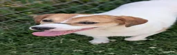Mixed Breed dogs for adoption: Bagel for adoption! in Walsall - Advert 2