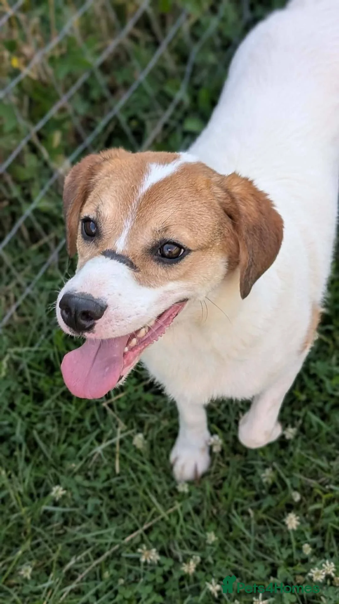 Mixed Breed dogs for adoption: Bagel for adoption! in Walsall - Advert 2