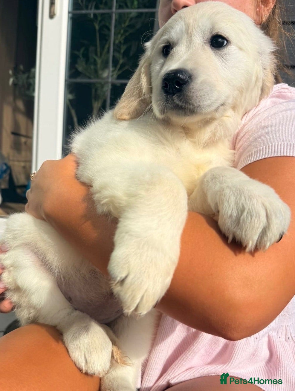 Golden Retriever dogs     Stunning KC Registered Golden Retriever Pups - Advert 1