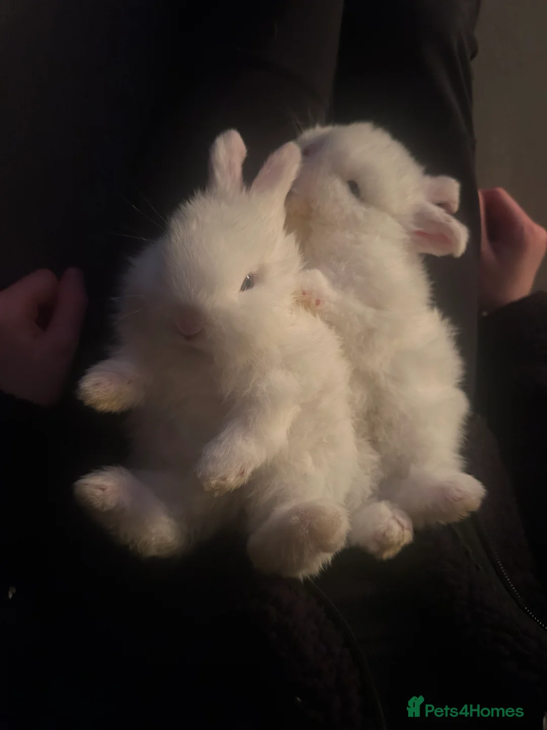 Dwarf Lop rabbits for sale: baby french dwarf lop rabbits in Nuneaton - Advert 4