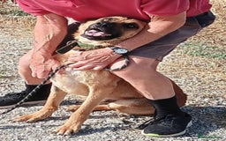 Mixed Breed dogs for adoption: Dobby - Image 3
