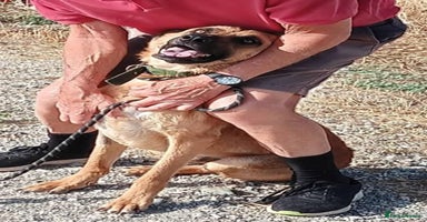 Mixed Breed dogs - Advert 2