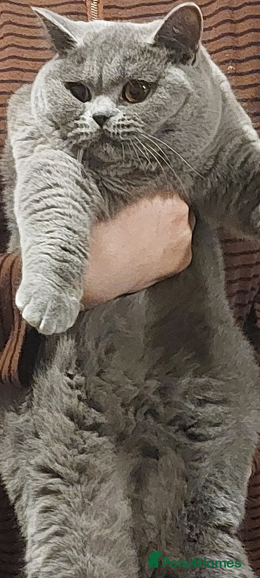 British Shorthair cats for sale: ‼️PRESTIGIOUS‼️🏆CH SIRED FEMAL - Advert 6