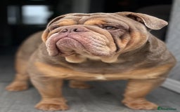 English Bulldog dogs for stud: *RUBBLE* NEBBR beautiful boy - Image 11