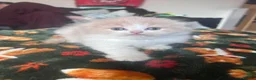 Scottish Fold cats for sale: Scottish fold kittens - Advert 19
