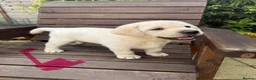 Labrador Retriever dogs for sale: Beautiful litter of Pedigree Yellow Labrador   - Advert 3