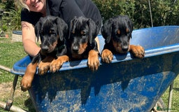 Dobermann dogs for sale: Proper Chunky Euro doberman pups 💕 - Image 1