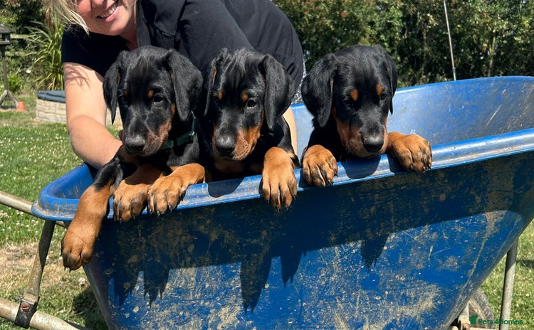 Dobermann dogs - Advert 1