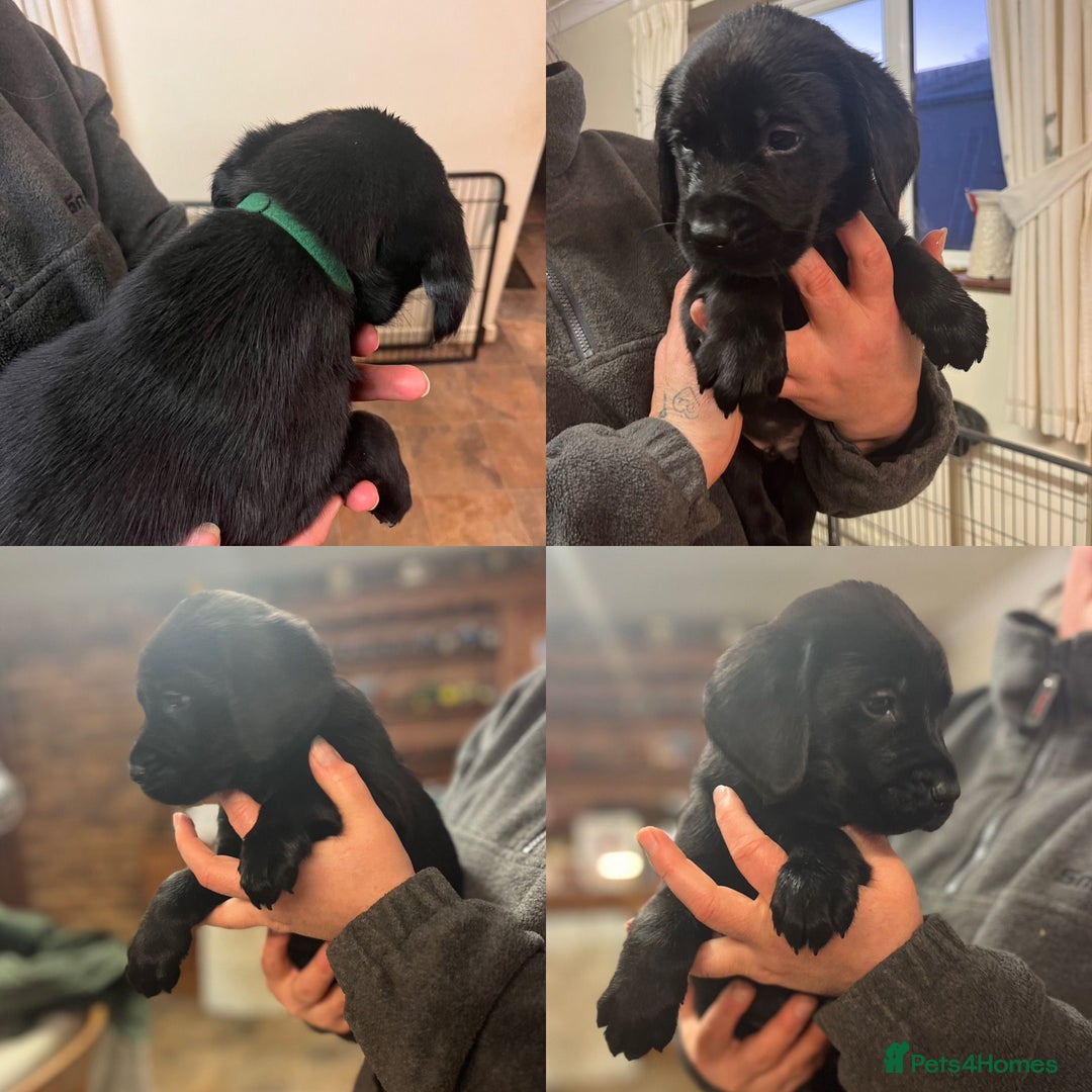 Mixed Breed dogs for sale: Labrador cross puppies - Advert 9