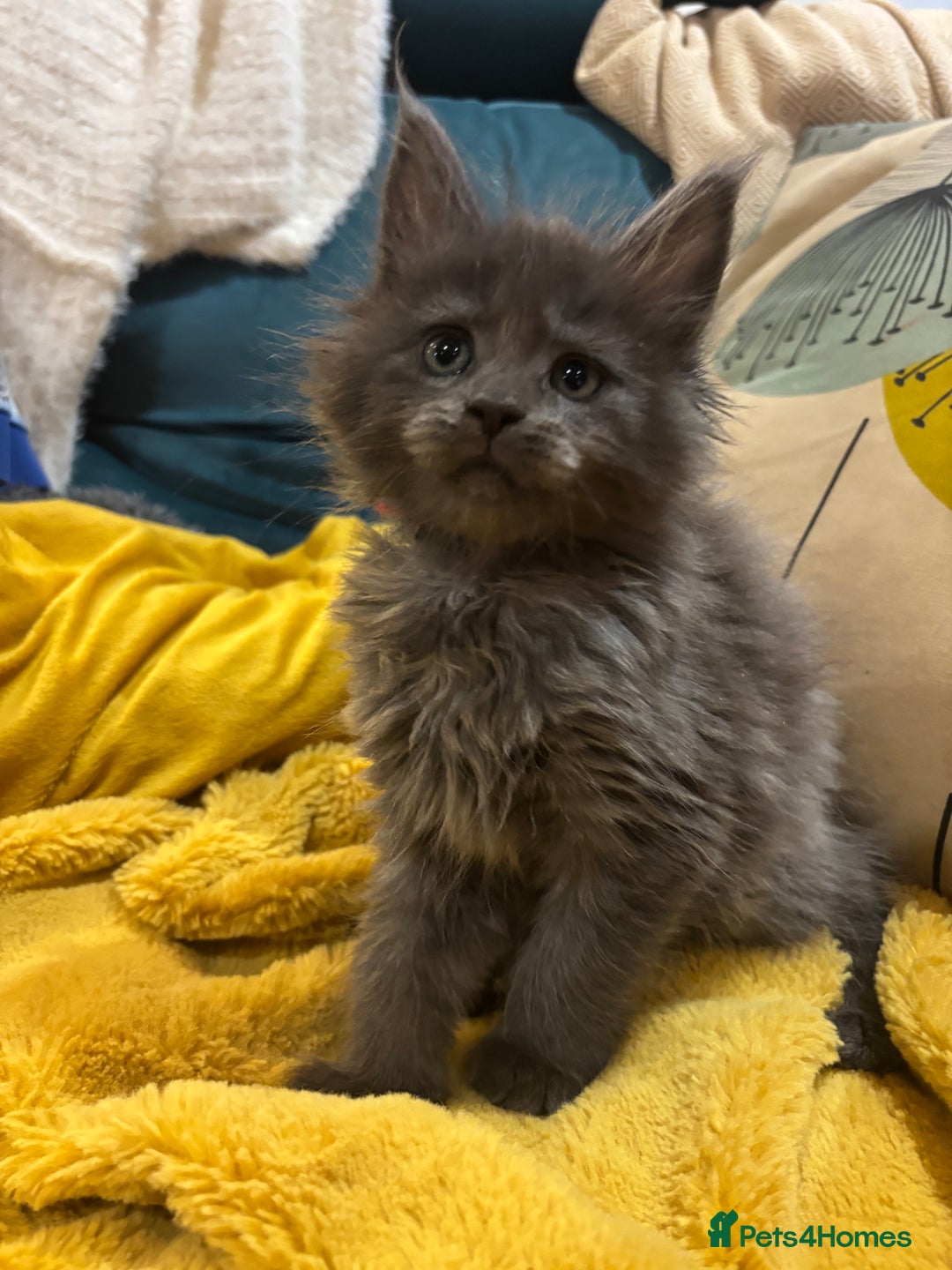 Maine Coon cats for sale: Stunning FiFe Maine Coons - Advert 14