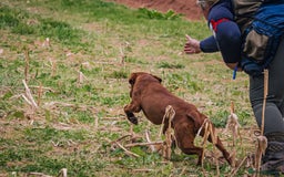 Labrador Retriever dogs for sale: Pre trained dark red mahogany female 15 months old - Image 3