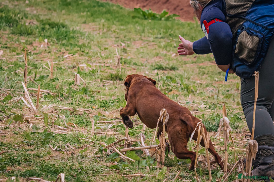 Labrador Retriever dogs for sale: Pre trained dark red mahogany female 15 months old - Image 3