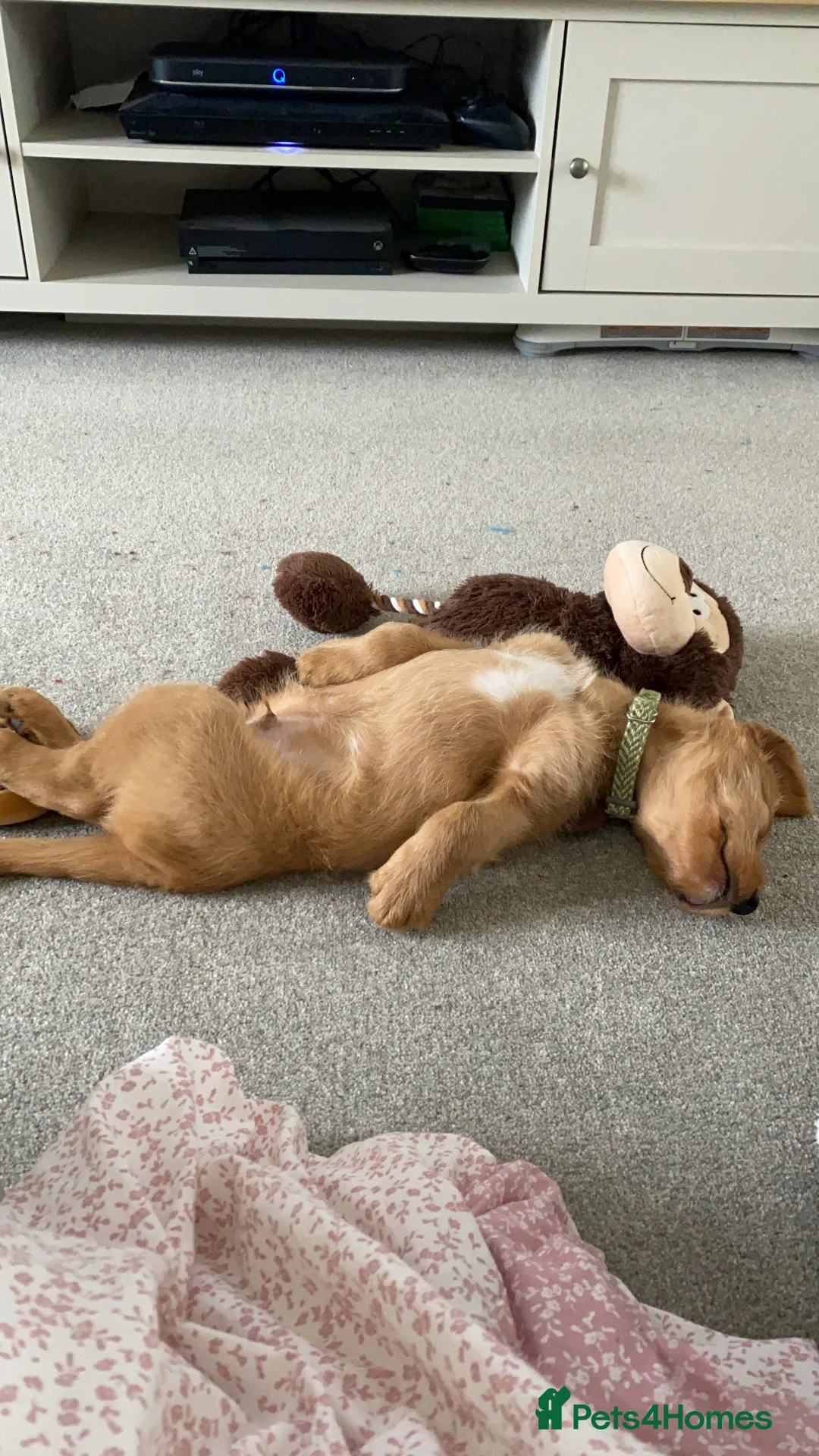 Labradoodle dogs for stud: STUD F1 Labradoodle  in Littlehampton - Advert 9