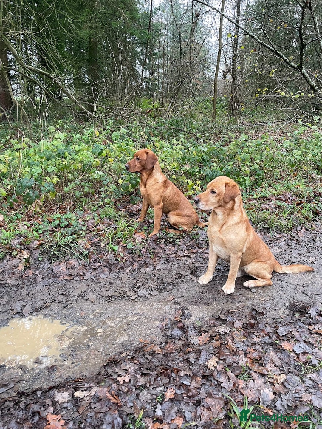 Labrador Retriever dogs for stud: Fully Health Tested Fox Red Stud Dog in Radstock - Advert 6