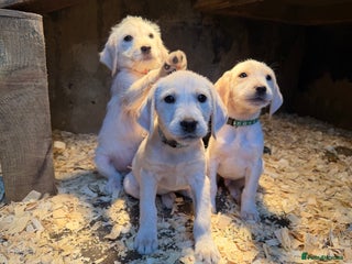Mixed Breed dogs Stunning Labrador Pointer Puppies – Ready to go - Advert 4