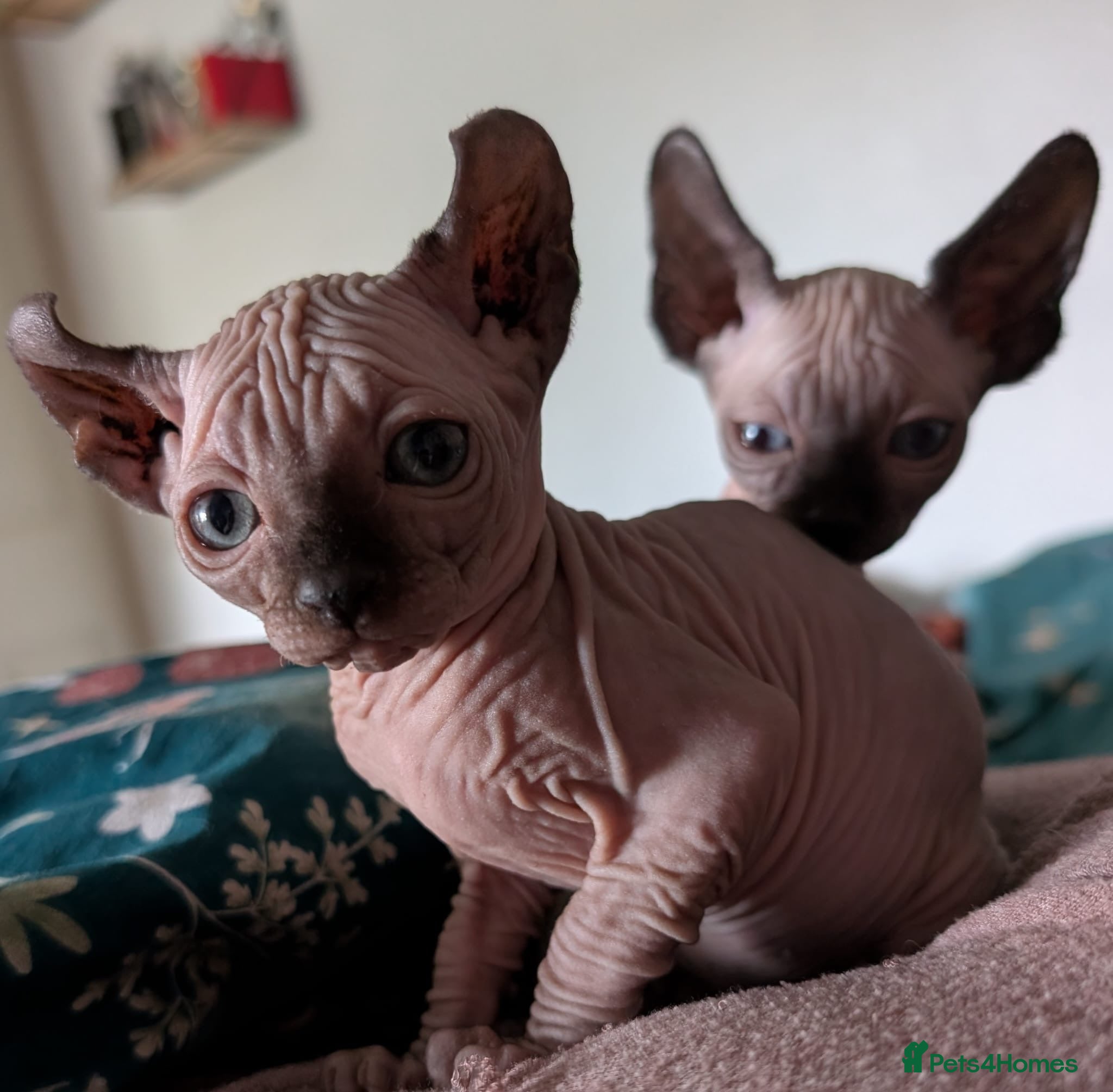 Sphynx cats 12 week male Sphynx elf eared kitten in Chester  - Advert 1