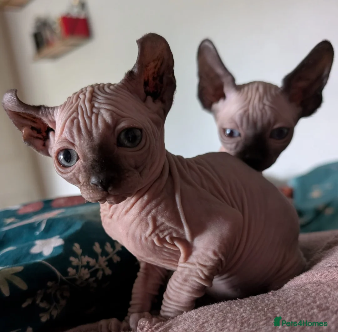 Sphynx cats for sale: £1,100 12 week male Sphynx elf ear kitten chester - Advert 1