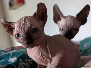 Sphynx cats 12 week male Sphynx elf eared kitten in Chester - Advert 5