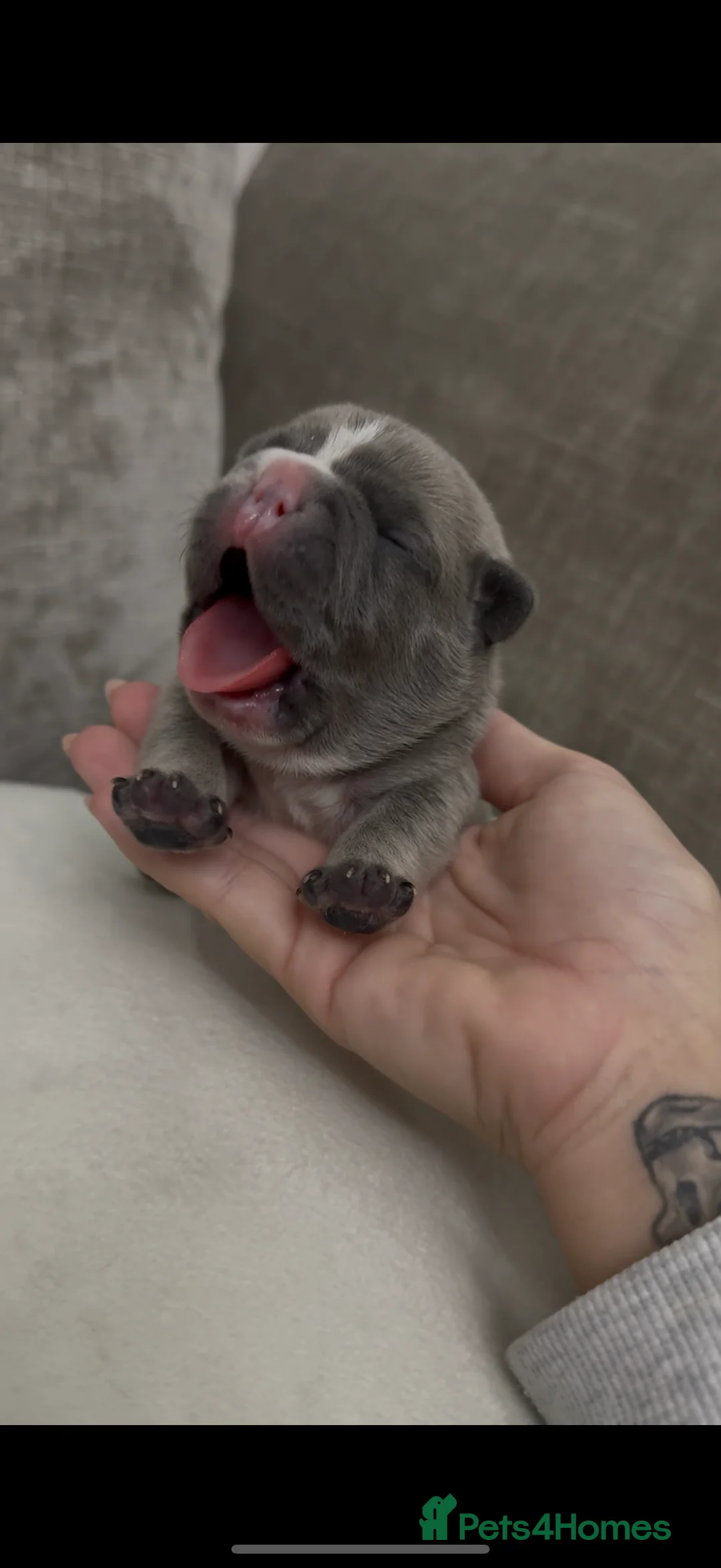 French Bulldog dogs for sale: French bull dog puppies ONLY 2 MALES LEFT - Advert 9