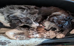 Border Collie dogs for sale: The Best Available  - Image 5