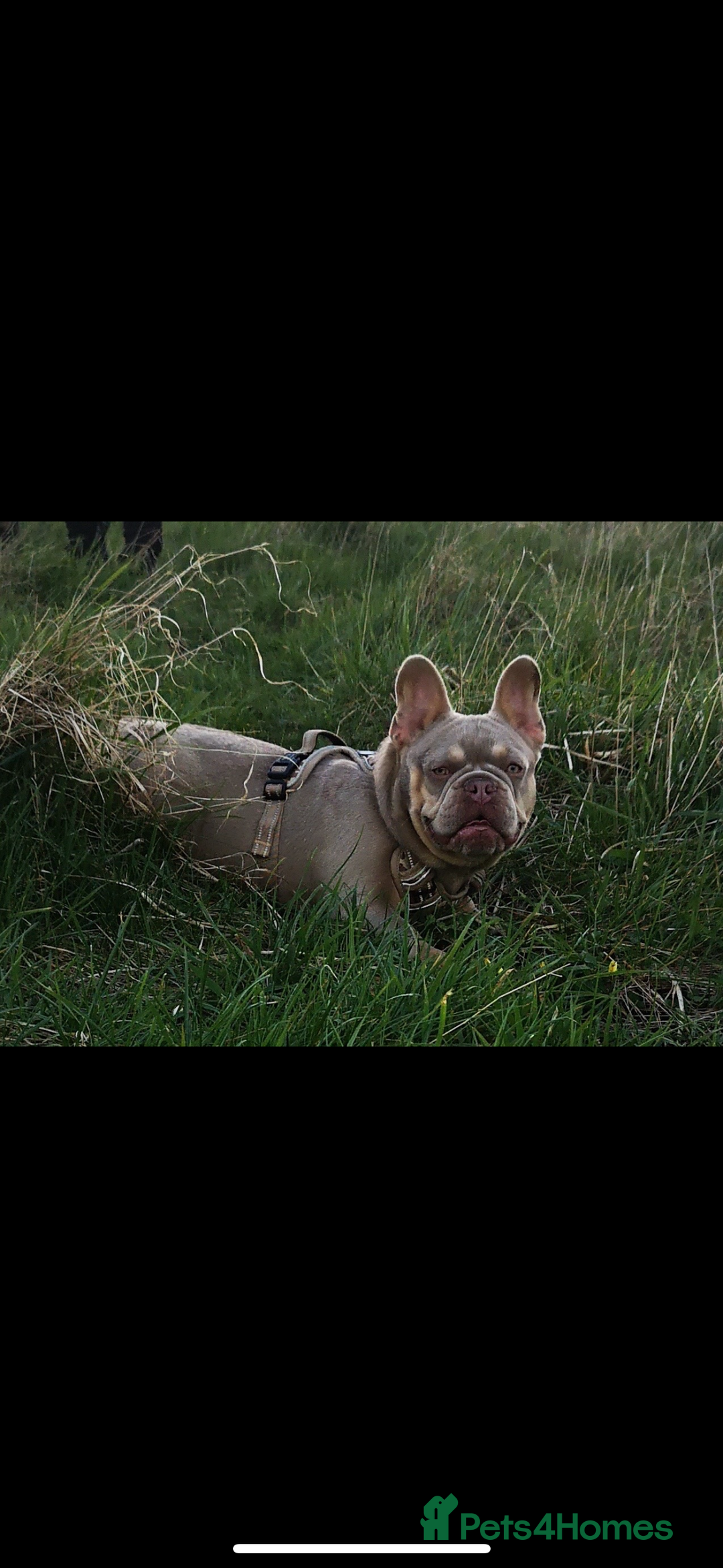 French Bulldog dogs for sale: KC Fluffy Carriers Isabella French Bulldogs puppy - Image 4