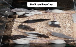 Rat rodents for sale: Baby Dumbo Rats , Furred , Rex , Naked  - Image 12