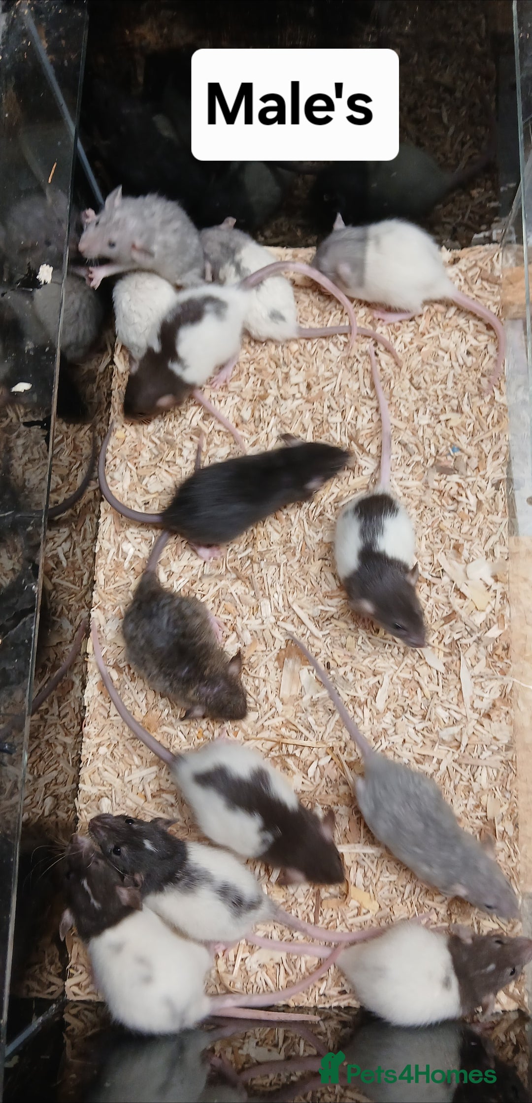 Rat rodents for sale: Baby Dumbo Rats , Furred , Rex , Naked  - Image 12