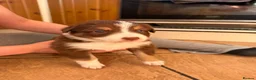 Border Collie dogs for sale: Border collie pups for sale in Barnsley - Advert 12