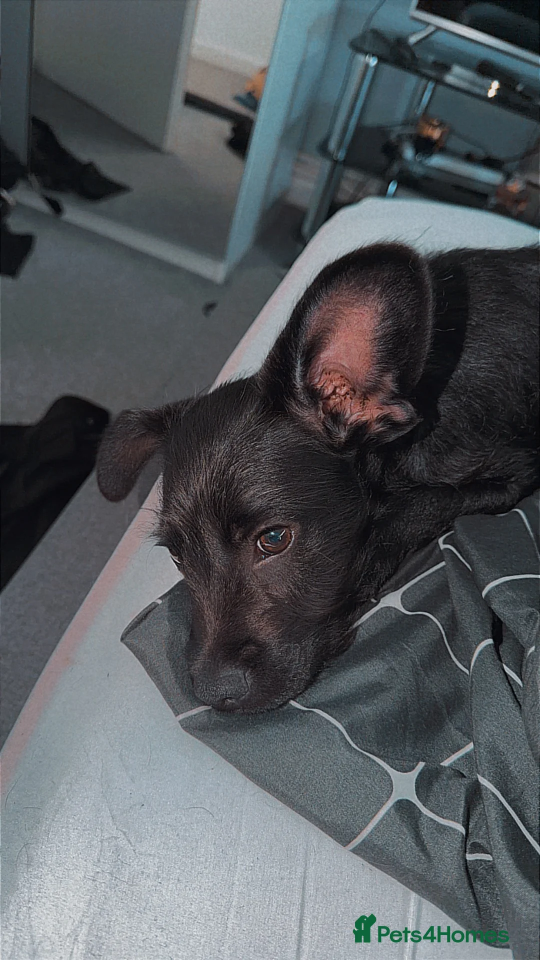 Mixed Breed dogs for sale: Puppy for sale - Advert 2