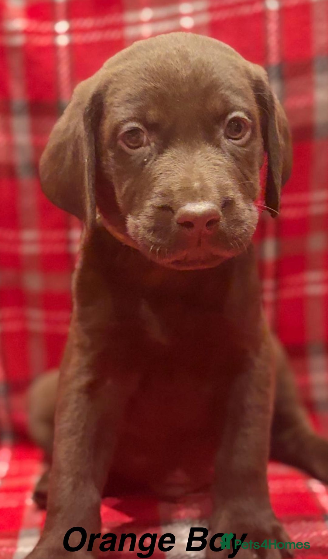 Labrador Retriever dogs for sale: Beautiful KC Chocolate Labrador Retriever puppies - Advert 16