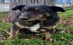 Mixed Breed dogs for adoption: LINDA - a Lovely Girl for a Loving Home - Image 2