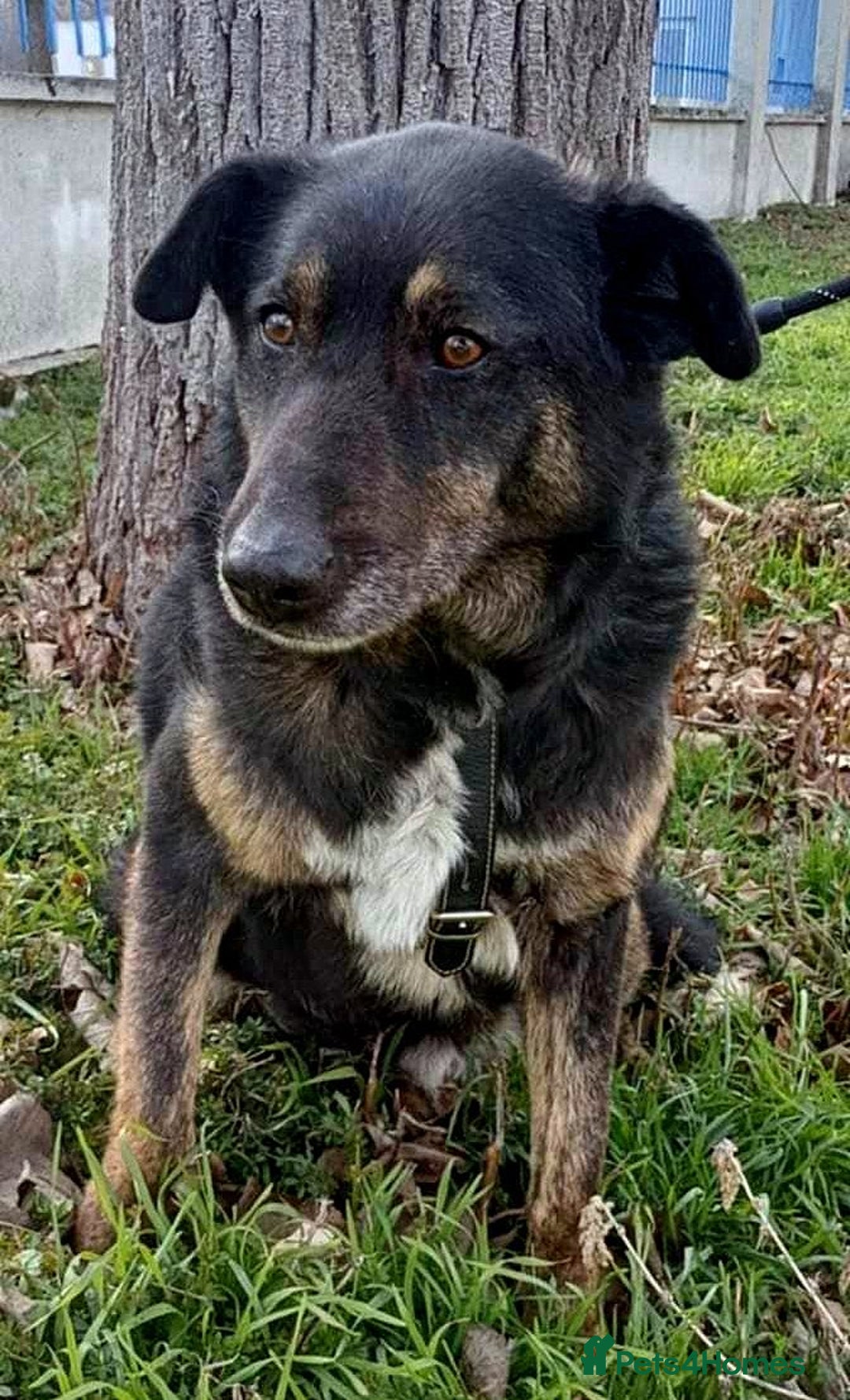 Mixed Breed dogs for adoption: LINDA - a Lovely Girl for a Loving Home - Image 2