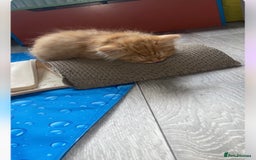Bengal cats for sale: Kittens  in London - Image 2