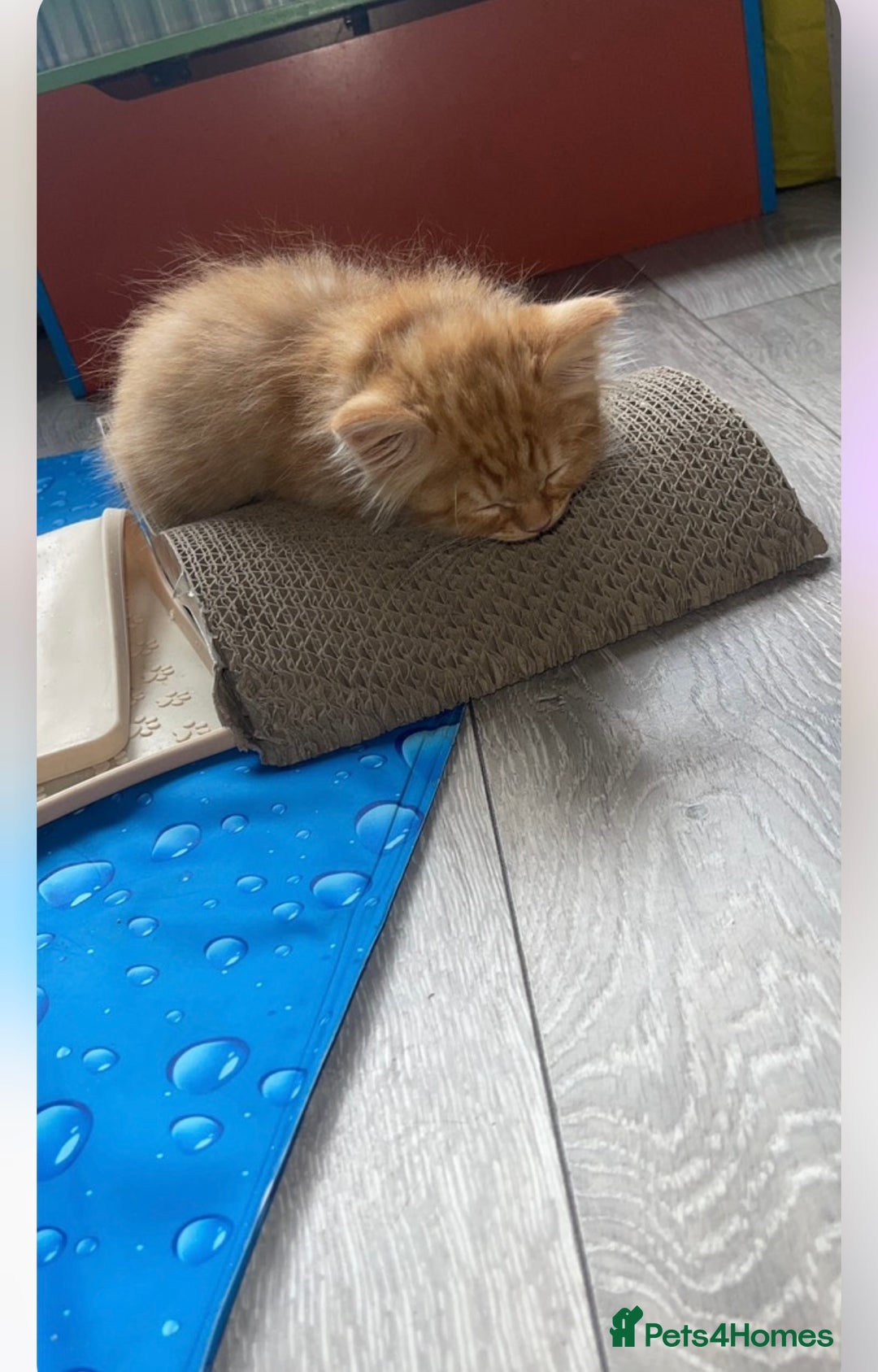 Bengal cats for sale: Kittens  in London - Image 2