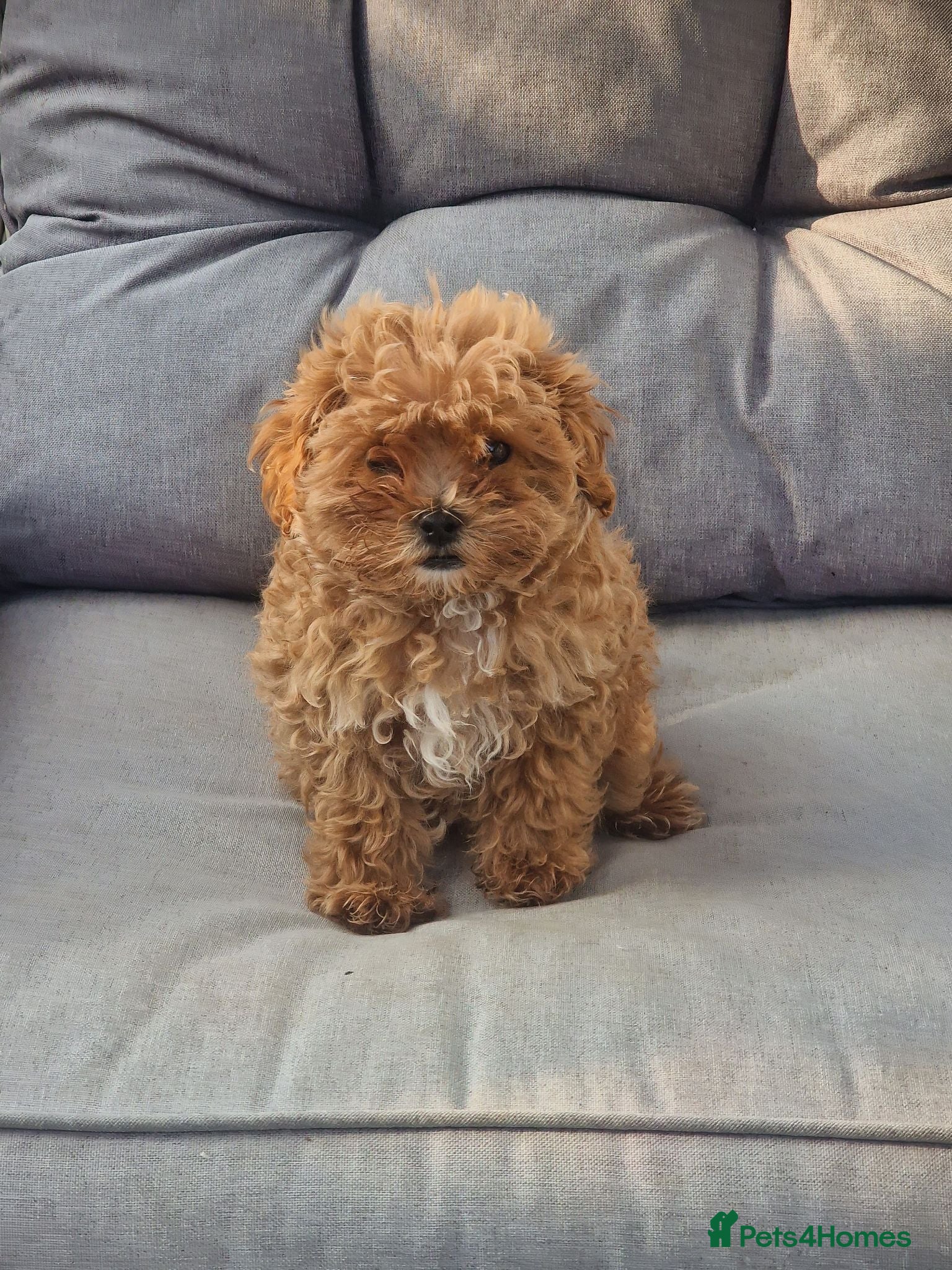 Maltipoo dogs READY TO LEAVE TODAY Tiny Toy Maltipoo puppies 🐶 - Advert 1
