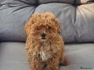 Maltipoo dogs READY TO LEAVE TODAY Tiny Toy Maltipoo puppies 🐶 - Advert 1