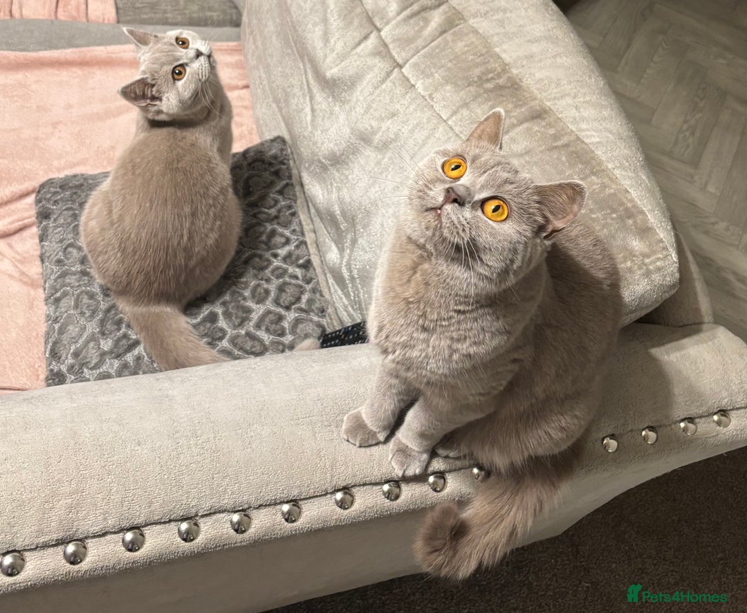 British Shorthair cats for sale: Lilic GCCF registered active champion lines  - Image 37