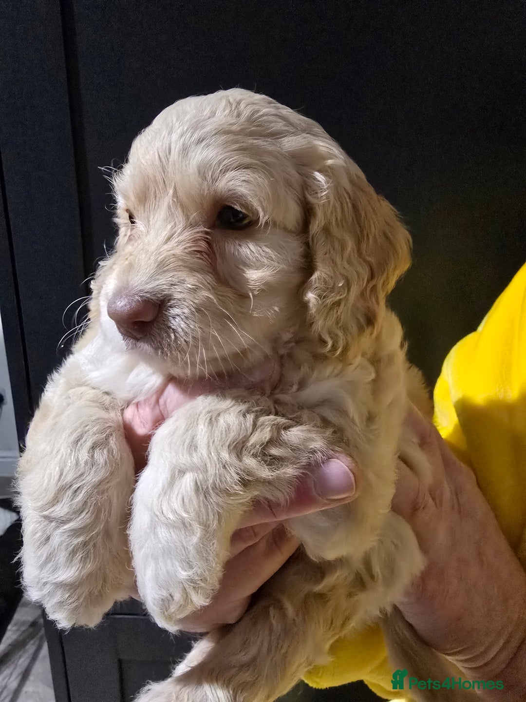 Cockapoo dogs for sale: F1 cockapoo puppies - extensive health tests - Advert 19